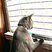 Lenny Davis is registered to the contest to win money with this photo: cat, gray_cat, window, blinds, collar, indoor, curious, pet, animal, feline, sunlight, windowsill, looking_out, domestic_cat, home, fur, side_view, resting, quiet, daylight