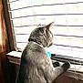 cat, gray_cat, window, blinds, collar, indoor, curious, pet, animal, feline, sunlight, windowsill, looking_out, domestic_cat, home, fur, side_view, resting, quiet, daylight