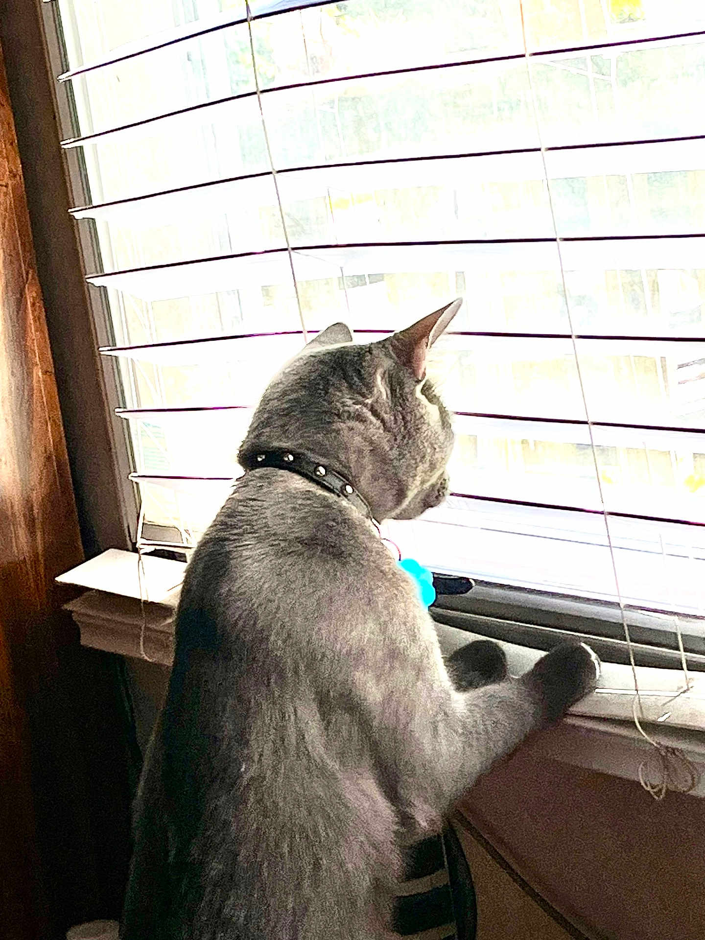 Lenny Davis is registered to the contest to win money with this photo: cat, gray_cat, window, blinds, collar, indoor, curious, pet, animal, feline, sunlight, windowsill, looking_out, domestic_cat, home, fur, side_view, resting, quiet, daylight