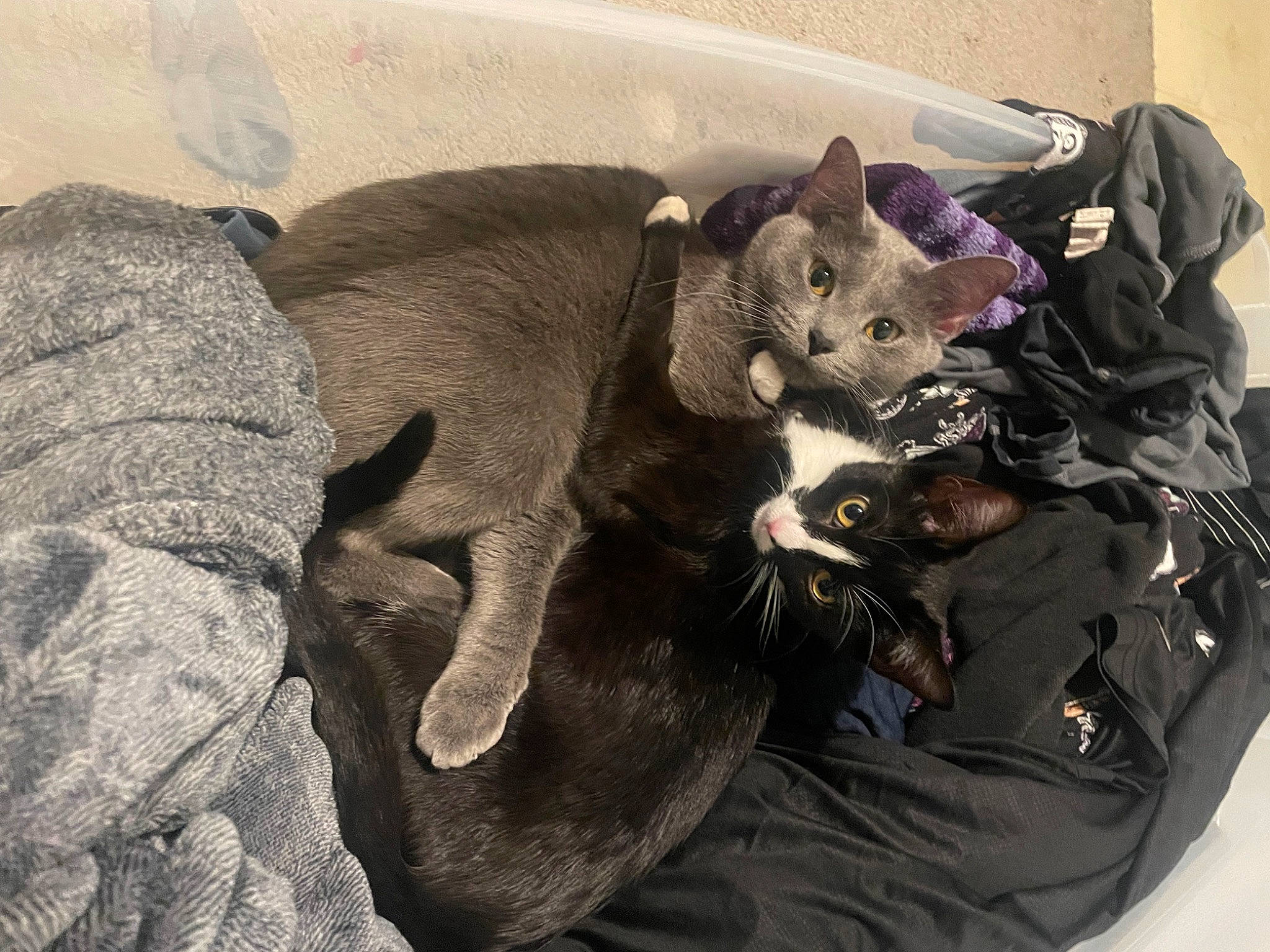 Moo joined the competition — help win amazing prizes! black_cat, canidae, carnivore, cat, comfort, companion_dog, dog_breed, domestic_short_haired_cat, fawn, felidae, fur, grey, paw, small_to_medium_sized_cats, snout, sporting_group, tail, terrestrial_animal, whiskers, working_animal