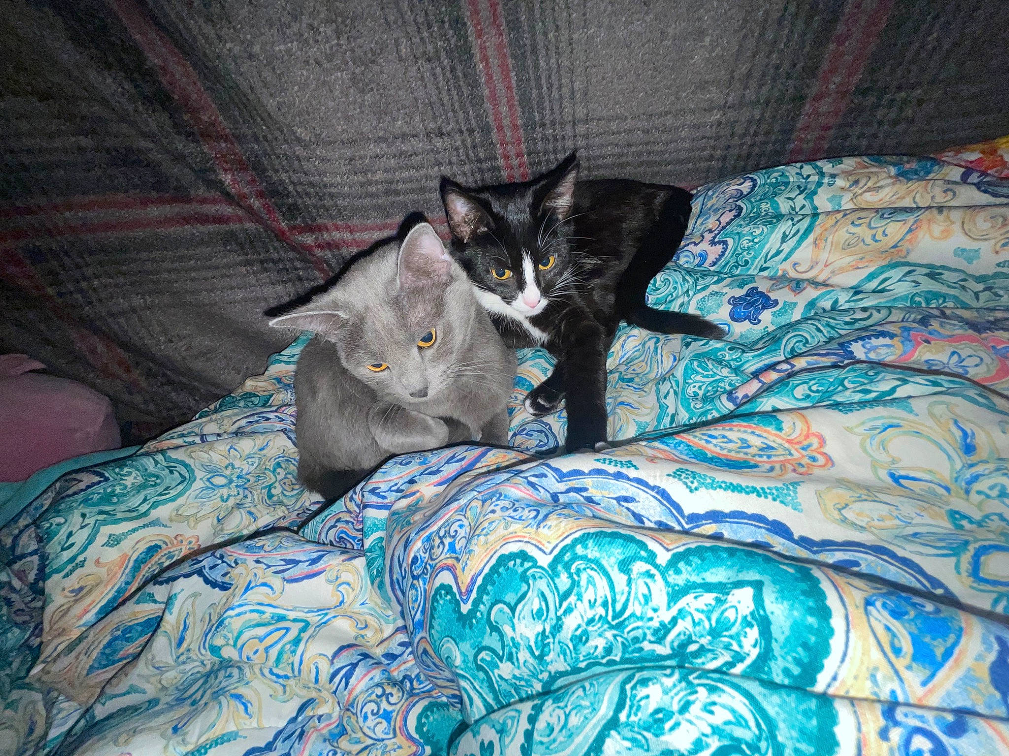 Moo is registered to the contest to win money with this photo: bed, bed_sheet, bedding, bedroom, black_cat, carnivore, cat, comfort, couch, domestic_short_haired_cat, electric_blue, felidae, fur, grey, linens, pattern, room, small_to_medium_sized_cats, tail, whiskers