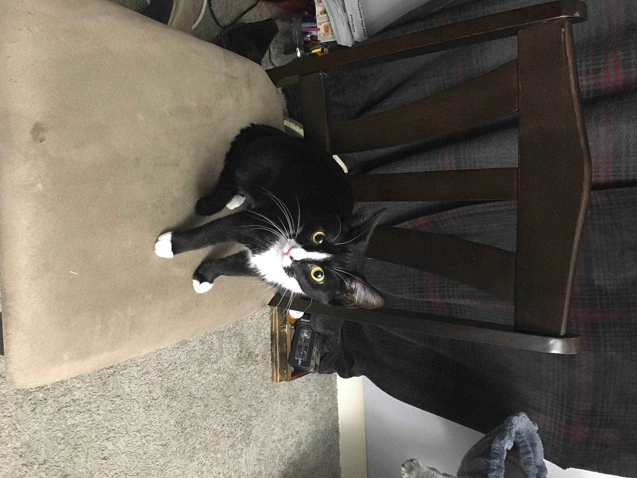 Moo joined the competition — help win amazing prizes! auto_part, automotive_exterior, automotive_tire, automotive_wheel_system, carnivore, cat, comfort, felidae, fur, hardwood, rim, small_to_medium_sized_cats, tail, vehicle_door, whiskers, wood