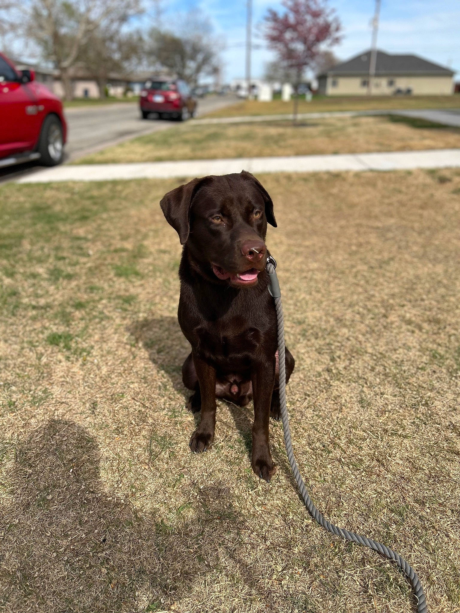 Loki is registered to the contest to win money with this photo: automotive_tire, car, carnivore, cloud, collar, companion_dog, dog, dog_breed, dog_collar, fender, grass, gun_dog, plant, sky, snout, tire, tree, vehicle, wheel, working_animal