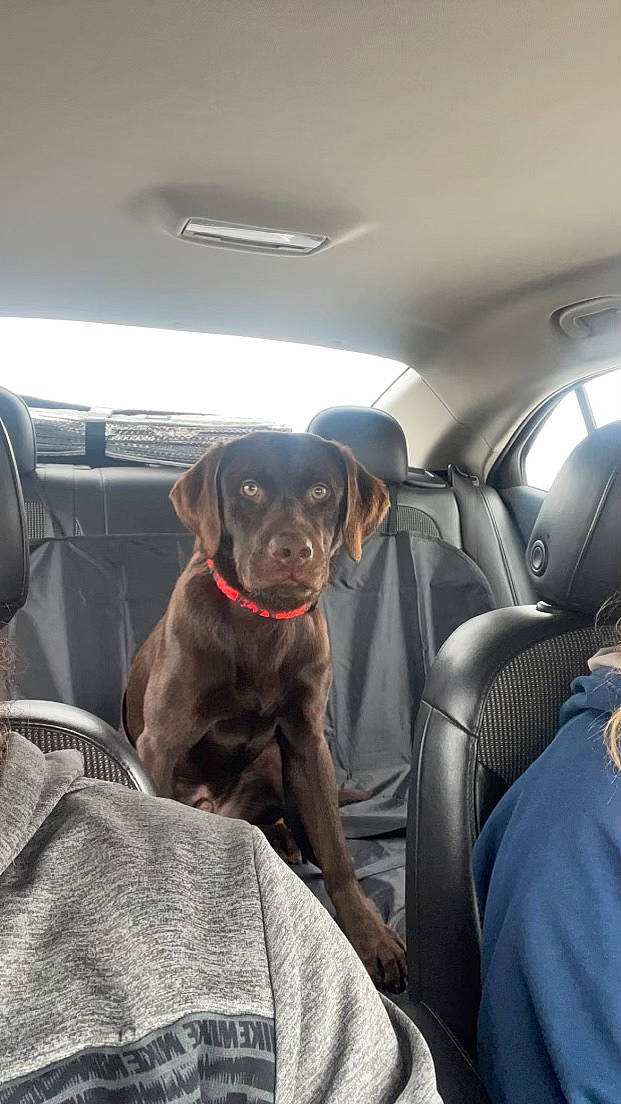 Loki joined the competition — help win amazing prizes! auto_part, canidae, car, car_seat, car_seat_cover, carnivore, comfort, companion_dog, dog, dog_breed, family_car, gun_dog, head_restraint, liver, luxury_vehicle, personal_luxury_car, snout, sporting_group, vehicle, vehicle_door