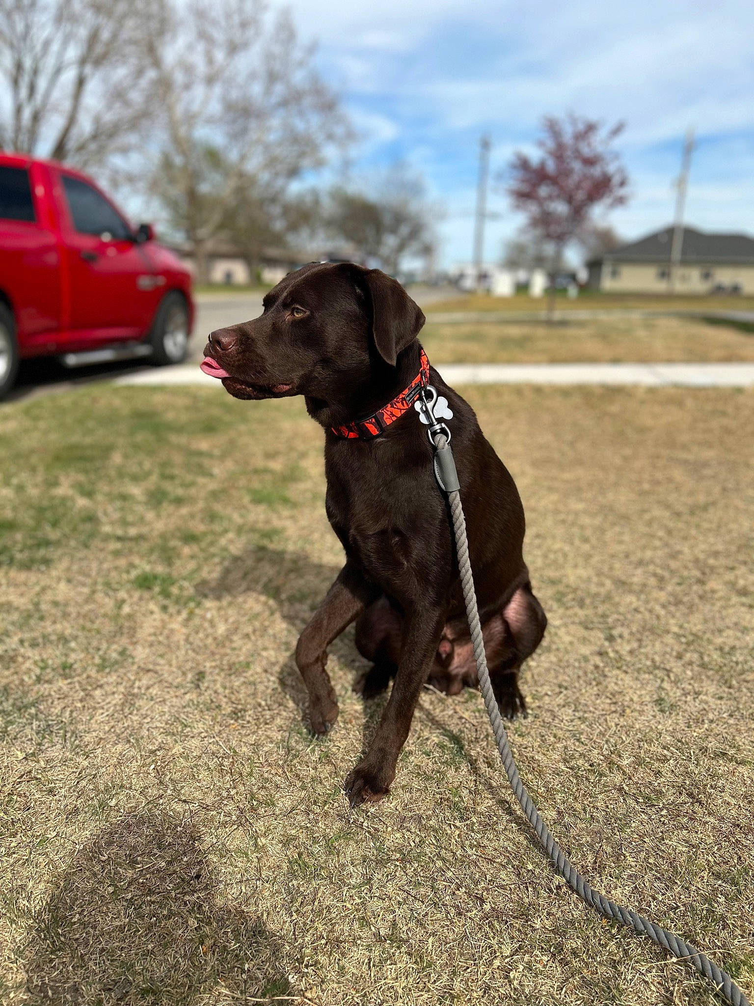 Loki joined the competition — help win amazing prizes! car, carnivore, cloud, collar, companion_dog, dog, dog_breed, dog_collar, fawn, grass, gun_dog, liver, pet_supply, sky, tire, tree, vehicle, wheel, window, working_animal
