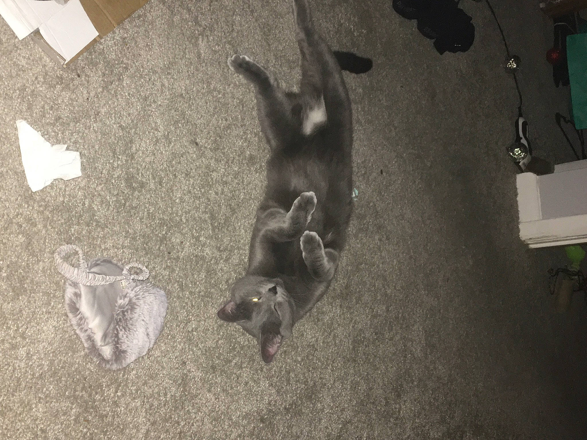 Ràn joined the competition — help win amazing prizes! asphalt, carnivore, companion_dog, darkness, dog, dog_breed, floor, flooring, foot, fur, grey, monochrome, monochrome_photography, paw, road_surface, shadow, tail, tints_and_shades, whiskers, working_animal