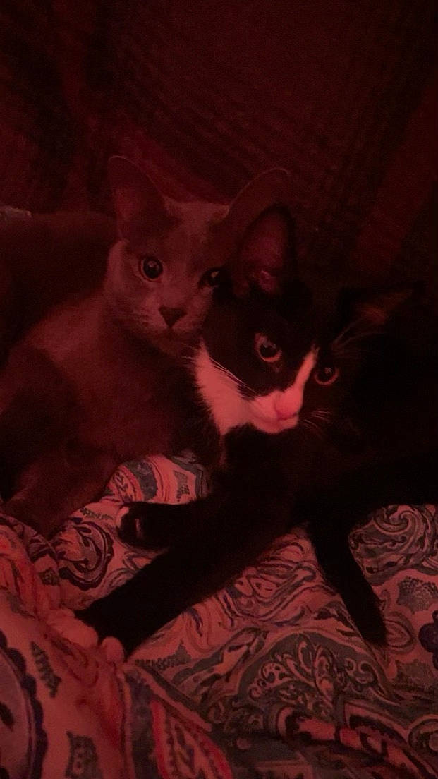 Ràn is registered to the contest to win money with this photo: carmine, carnivore, cat, cloud, comfort, darkness, domestic_short_haired_cat, eye, felidae, fur, grey, head, human_body, magenta, paw, small_to_medium_sized_cats, snout, tail, visual_arts, whiskers