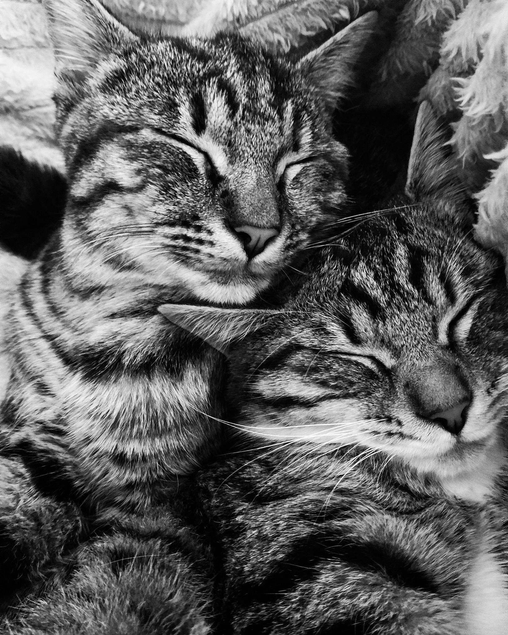 Isis Et Freyja a rejoint le concours — aidez-le/la à gagner de superbes lots ! black_and_white, carnivore, cat, claw, close_up, domestic_short_haired_cat, felidae, fur, grass, monochrome, monochrome_photography, organism, paw, small_to_medium_sized_cats, snout, style, terrestrial_animal, whiskers, wildlife