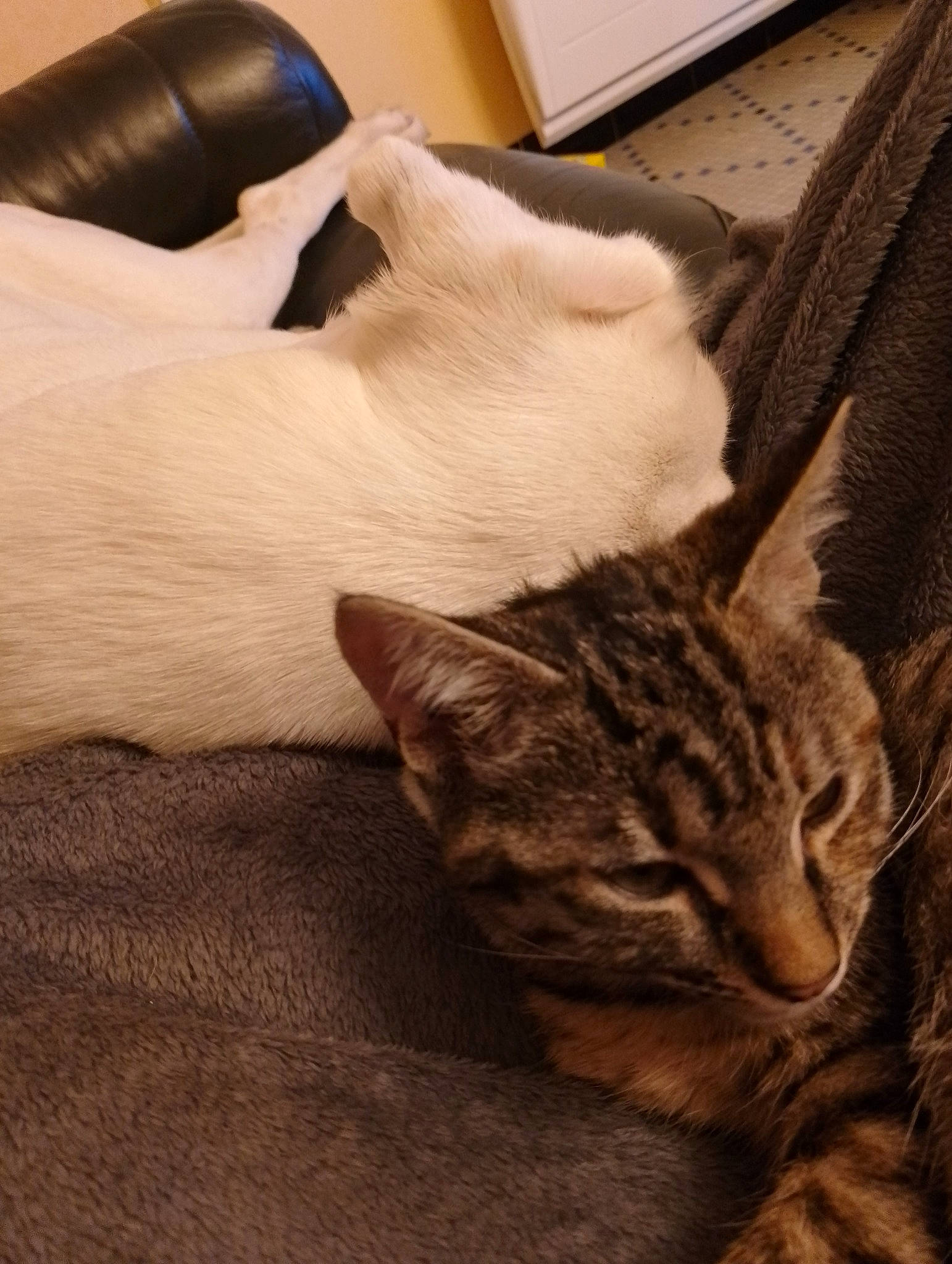 Zaya participe au concours pour gagner de l'argent avec cette photo : carnivore, cat, claw, comfort, domestic_short_haired_cat, door, fawn, felidae, flooring, fur, hardwood, nap, paw, sleep, small_to_medium_sized_cats, snout, tail, terrestrial_animal, whiskers, wood