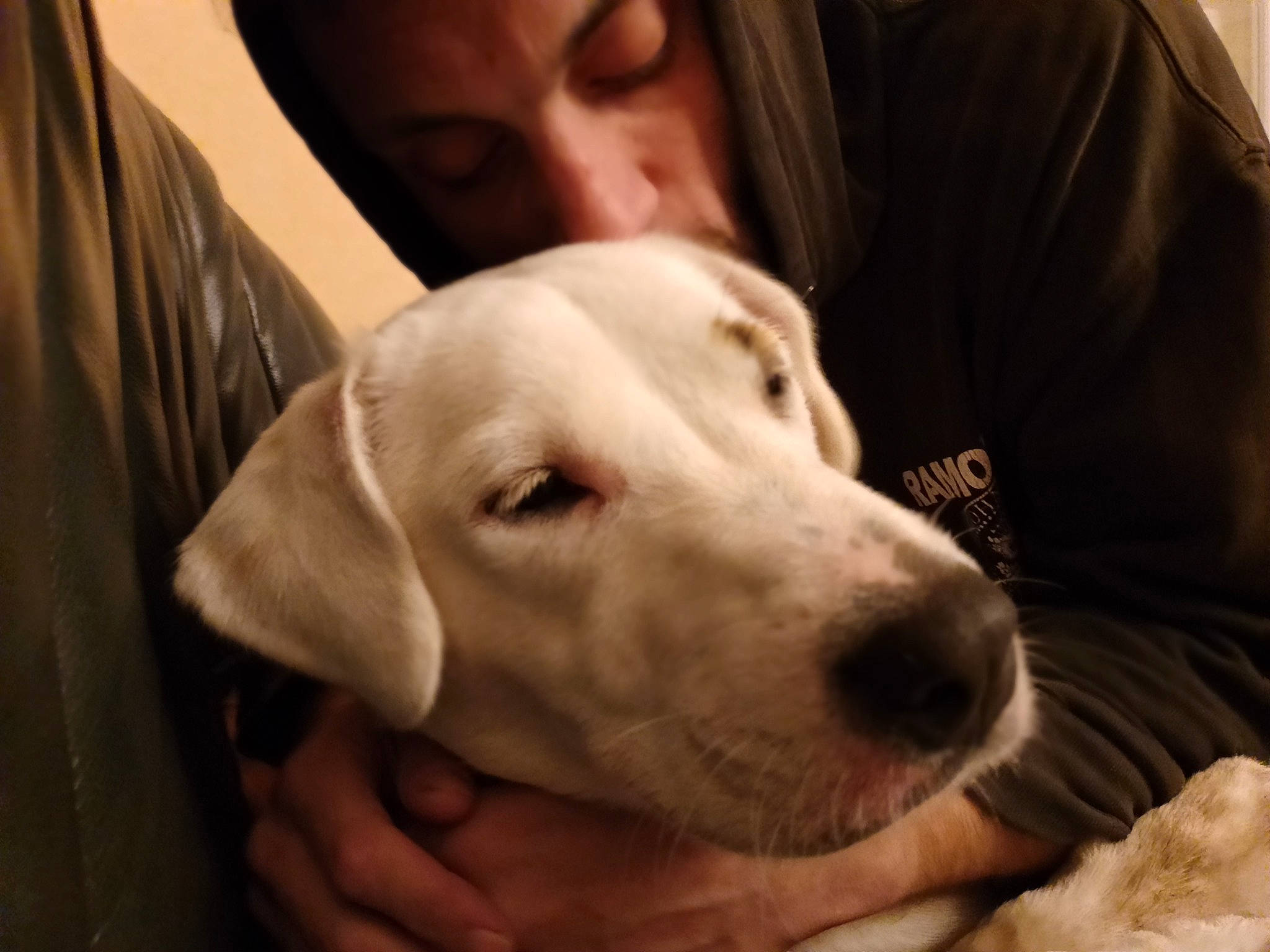 Zaya a rejoint le concours — aidez-le/la à gagner de superbes lots ! canidae, carnivore, comfort, companion_dog, couch, dog, dog_breed, ear, fawn, fur, gesture, guard_dog, non_sporting_group, nose, puppy_love, retriever, selfie, sporting_group, whiskers, working_animal