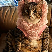 Lea is registered to the contest to win money with this photo: cat, tabby, pet, animal, feline, costume, pink, hood, ears, cute, sitting, indoor, chair, leather, fur, paws, whiskers, cozy, looking, portrait