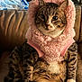 cat, tabby, pet, animal, feline, costume, pink, hood, ears, cute, sitting, indoor, chair, leather, fur, paws, whiskers, cozy, looking, portrait