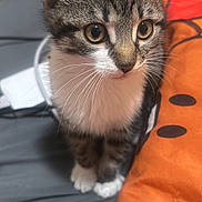 Kaida is registered to the contest to win money with this photo: kitten, cat, tabby, pet, animal, cute, whiskers, ears, bed, pillow, colorful, indoor, young, fur, closeup, curious, small, domestic, feline, portrait