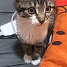 kitten, cat, tabby, pet, animal, cute, whiskers, ears, bed, pillow, colorful, indoor, young, fur, closeup, curious, small, domestic, feline, portrait