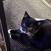Rocky is registered to the contest to win money with this photo: cat, tuxedo_cat, black_and_white, pet, animal, feline, whiskers, curious, lying_down, indoors, metal_mesh, carpet, close_up, cute, fur, ears, eyes, paw, relaxed, domestic_cat