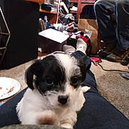 Lucy Lue joined the competition — help win amazing prizes! puppy, dog, puppy_face, pet, indoor, carpet, lap, legs, person, jeans, shoes, plate, furniture, clutter, desk, wires, box, sock, toy, cute