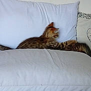 Tac a rejoint le concours — aidez-le/la à gagner de superbes lots ! cat, pillow, white, blur, indoor, striped, pet, lying, furniture, home, cushion, animal, tabby, resting, side_view, soft, comfortable, domestic, sleeping, cozy