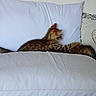 cat, pillow, white, blur, indoor, striped, pet, lying, furniture, home, cushion, animal, tabby, resting, side_view, soft, comfortable, domestic, sleeping, cozy