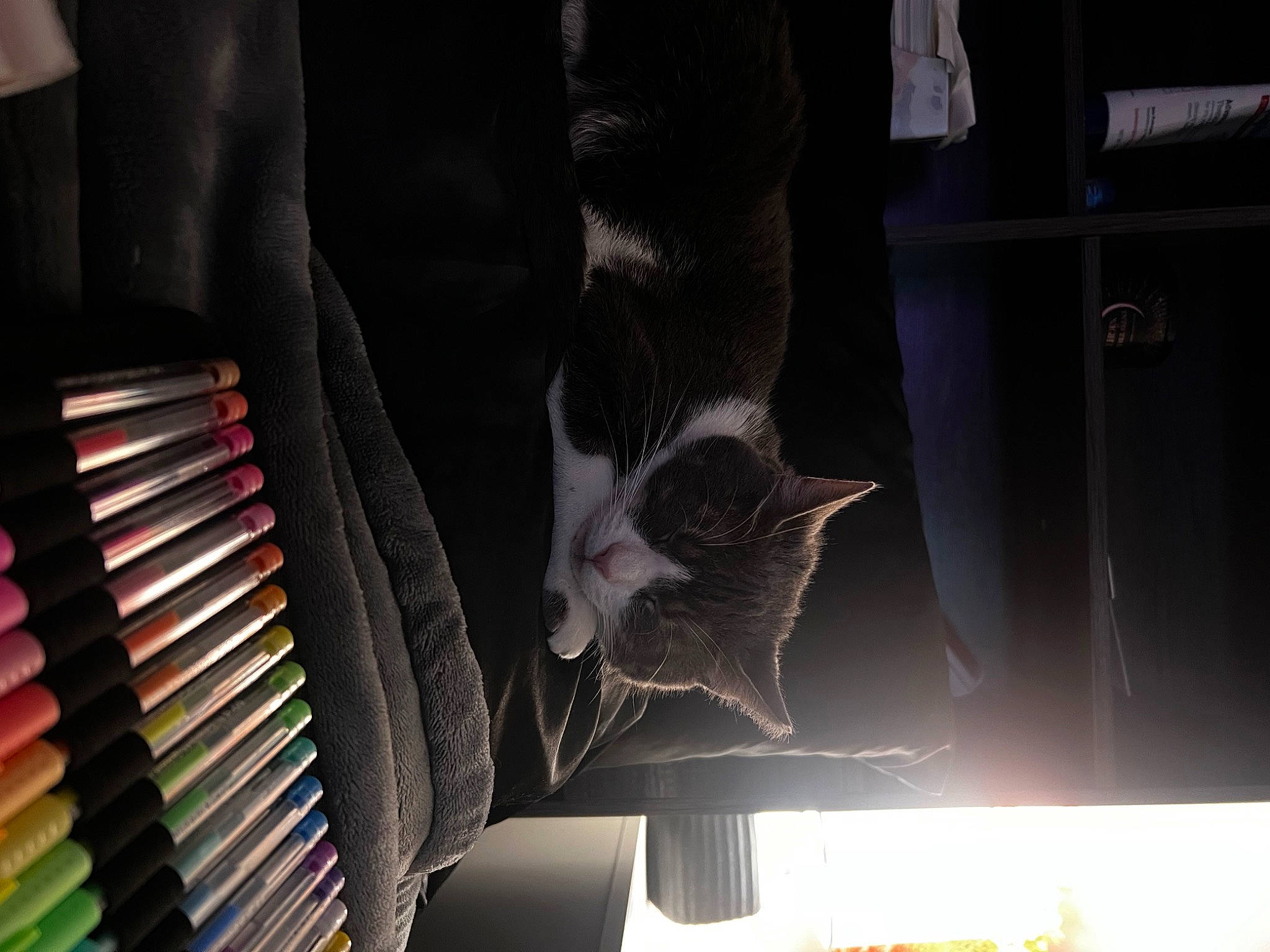 Roo is registered to the contest to win money with this photo: black, cat, comfort, darkness, felidae, foot, fur, human_leg, leg, light, metal, pattern, room, small_to_medium_sized_cats, tail, thigh, tints_and_shades, tree, whiskers, window