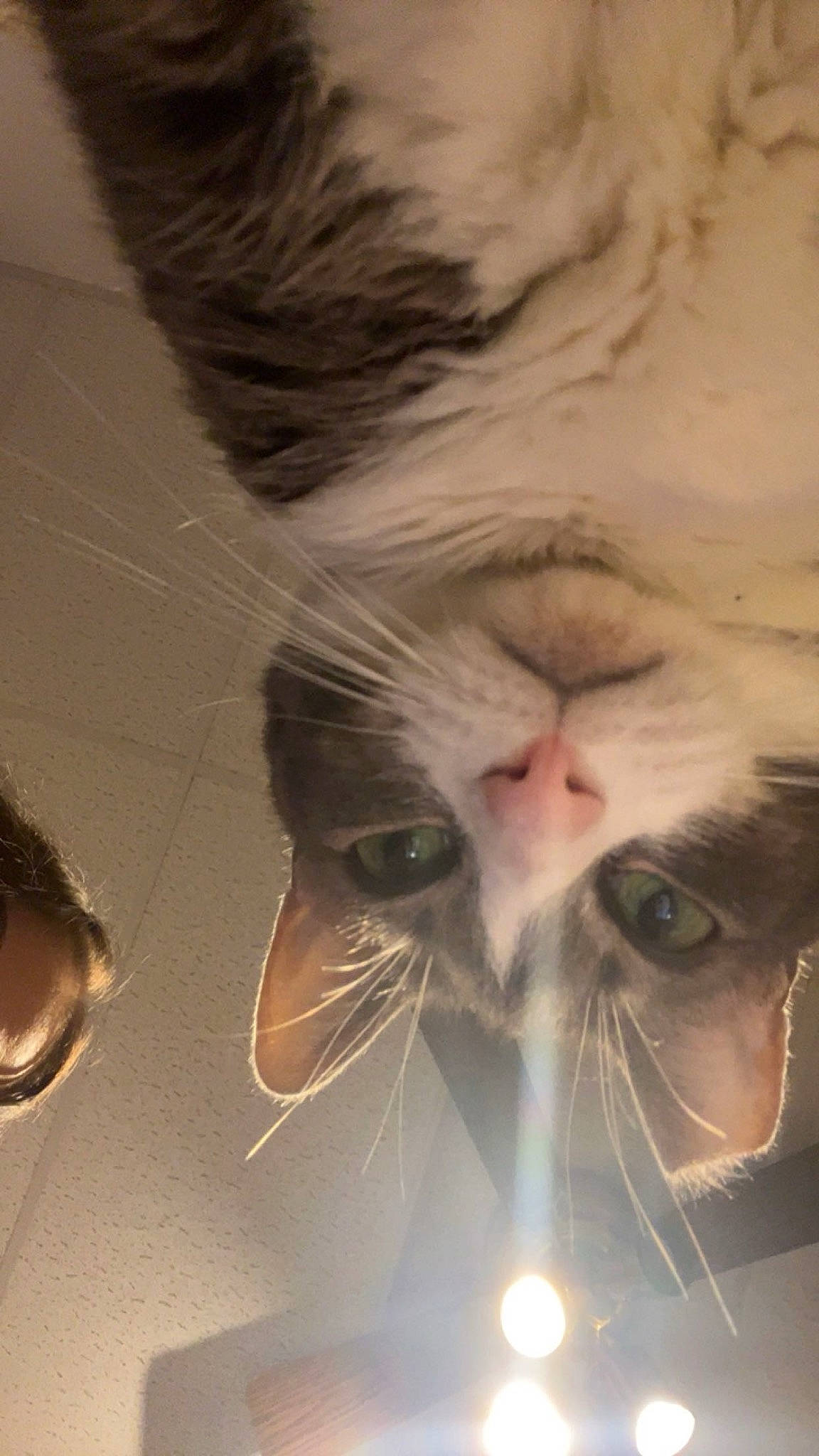 Roo joined the competition — help win amazing prizes! beard, carnivore, cat, claw, domestic_short_haired_cat, ear, felidae, foot, fur, happy, mammal, nose, paw, plant, selfie, small_to_medium_sized_cats, snout, tail, vertebrate, whiskers