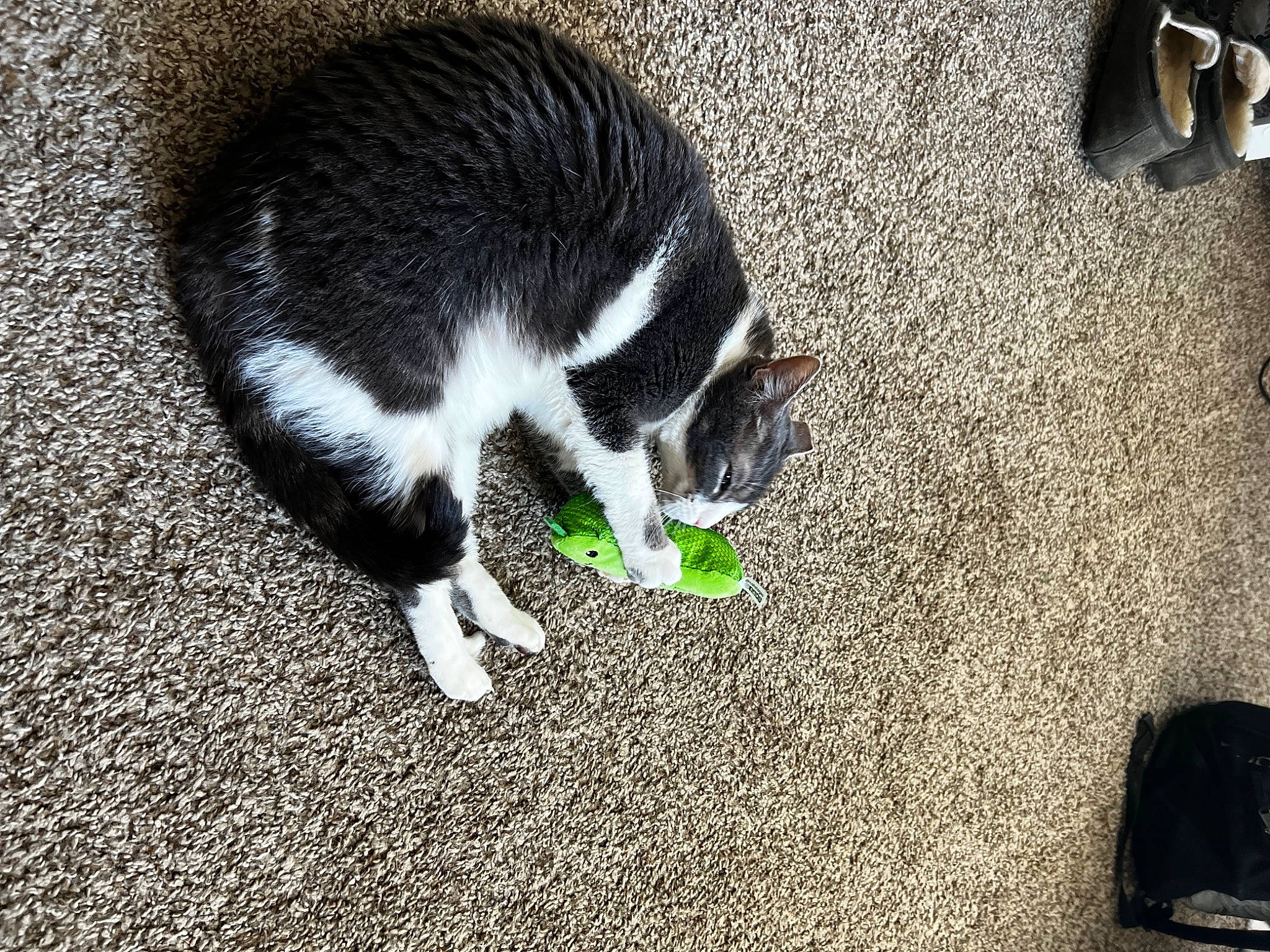 Roo is registered to the contest to win money with this photo: asphalt, bag, carnivore, cat, domestic_short_haired_cat, felidae, flooring, foot, fur, grass, human_leg, luggage_and_bags, road_surface, shadow, small_to_medium_sized_cats, snout, soil, tail, terrestrial_animal, whiskers