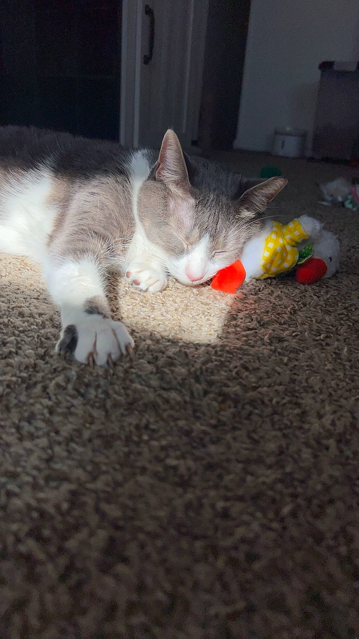 Roo joined the competition — help win amazing prizes! canidae, carnivore, cat, claw, comfort, domestic_short_haired_cat, fawn, felidae, flooring, fur, mammal, nap, paw, photo_caption, sleep, small_to_medium_sized_cats, tail, whiskers