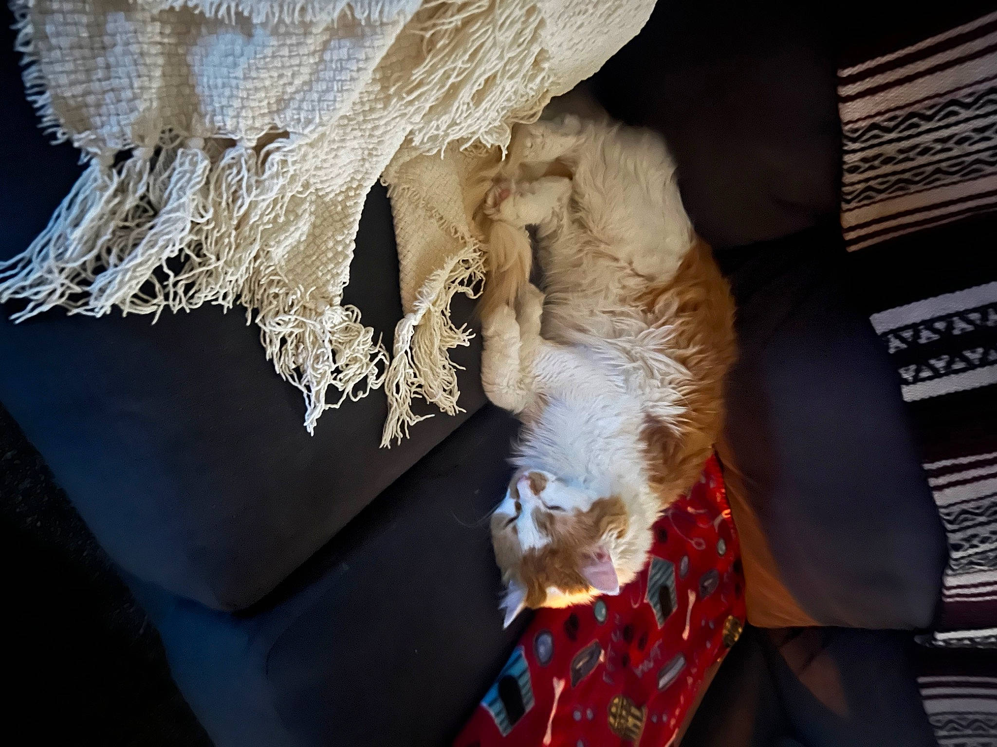 Trajen is registered to the contest to win money with this photo: art, beard, bridal_accessory, fashion_design, feather, flash_photography, formal_wear, fur, room, tradition, visual_arts, wood