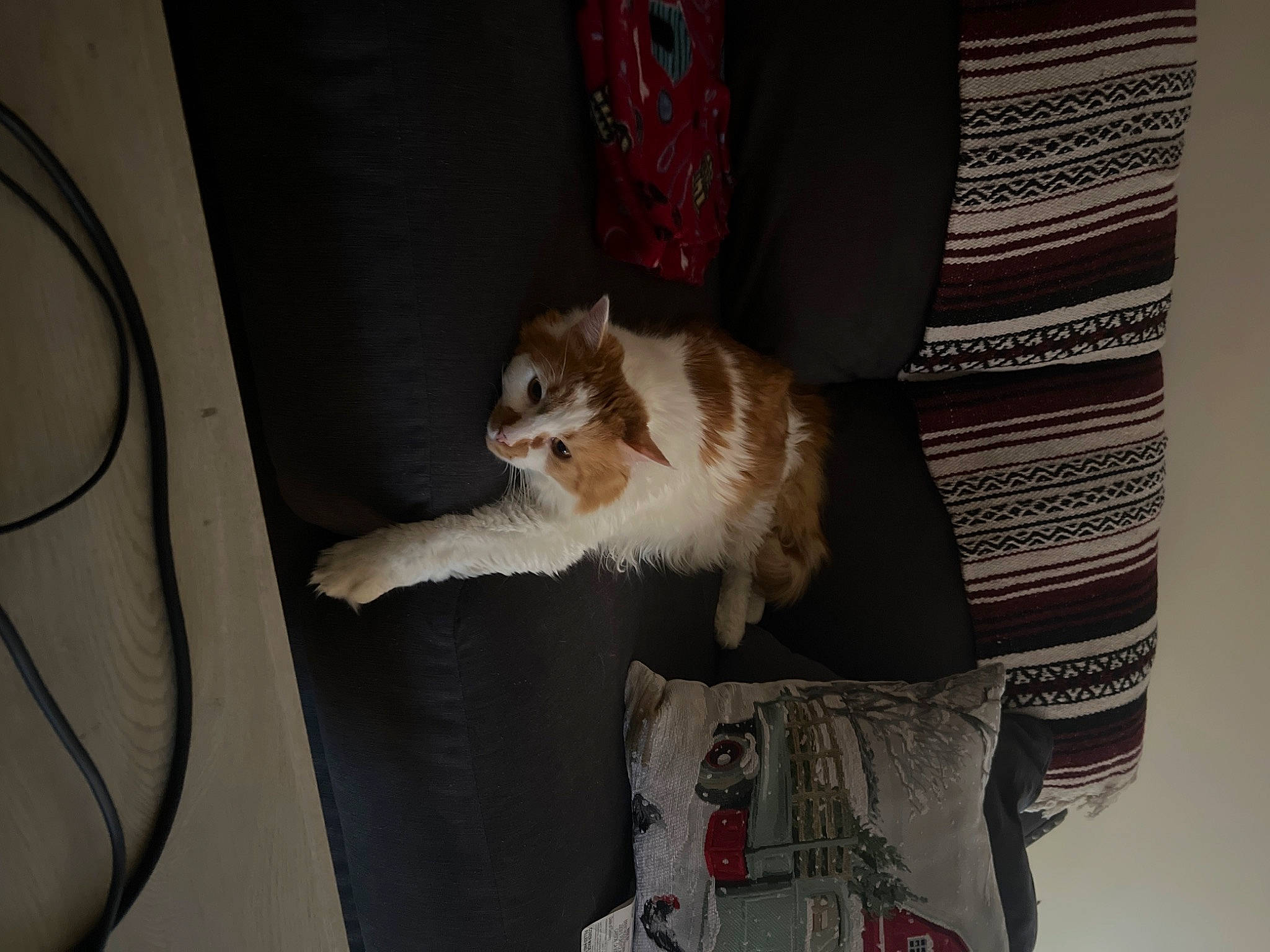 Trajen is registered to the contest to win money with this photo: box, cardboard, carnivore, cat, cat_supply, chair, comfort, couch, domestic_short_haired_cat, fawn, felidae, fur, hardwood, room, shipping_box, small_to_medium_sized_cats, tail, whiskers, window, wood