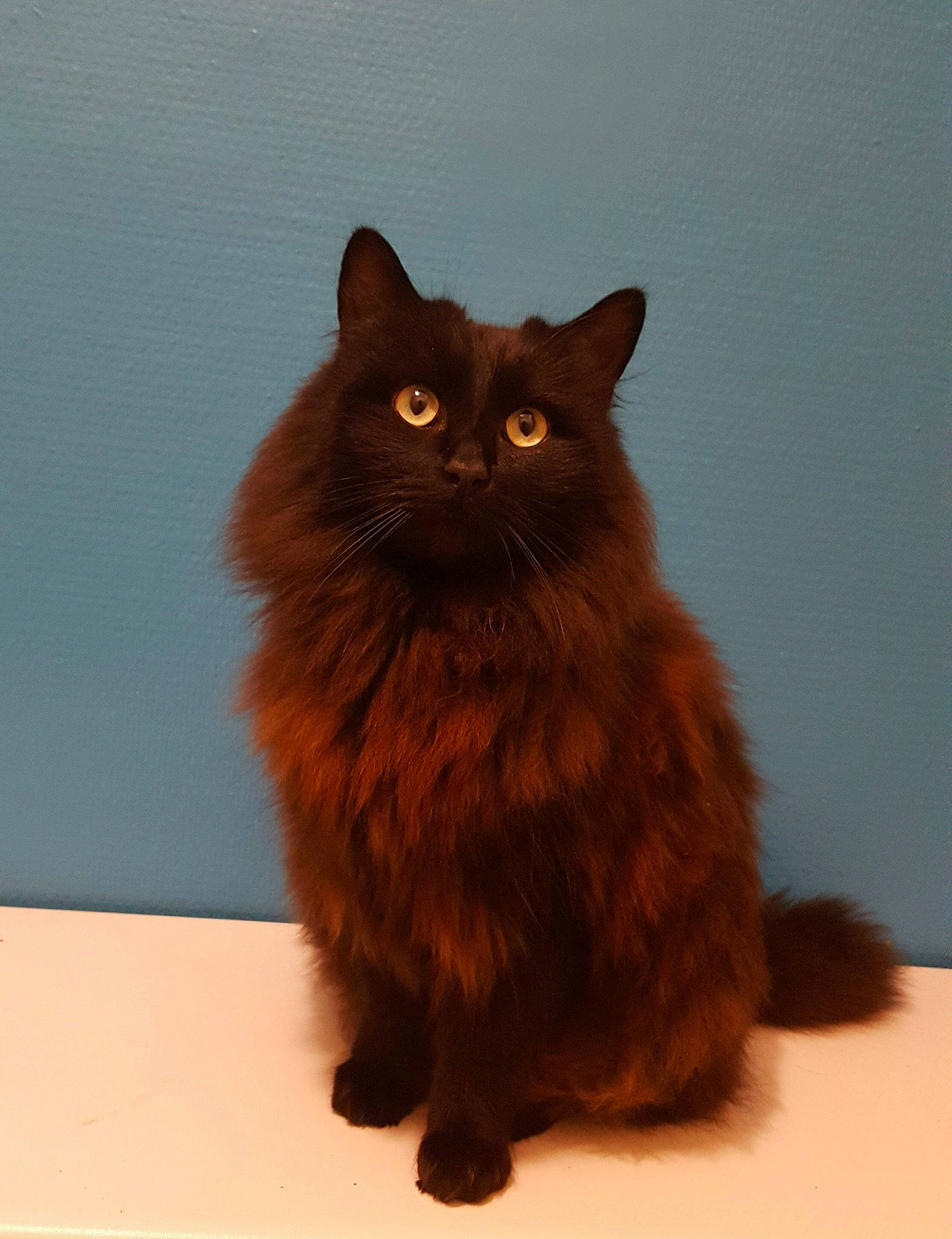 Baguéra participe au concours pour gagner de l'argent avec cette photo : black_cat, british_longhair, brown, carnivore, cat, claw, fawn, felidae, flooring, fur, liver, small_to_medium_sized_cats, snout, tail, terrestrial_animal, whiskers, window, wood