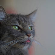 Kiwi joined the competition — help win amazing prizes! bokeh, cat, close_up, cute, domestic_animal, ear, expression, feline, fur, green_eyes, indoor, muzzle, nose, pet, portrait, shallow_depth_of_field, soft_light, tabby_cat, tongue_out, whiskers