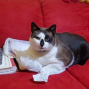 Simba joined the competition — help win amazing prizes! animal, cat, couch, domestic, feline, furniture, home, indoor, mickey_mouse, minnie_mouse, pet, plastic_bag, plush_toys, red_couch, relaxed, resting, sofa, stuffed_animals, toy, white_and_black_cat