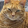 Cj joined the competition — help win amazing prizes! alert, animal, blanket, cat, close_up, cozy, ears, eyes, face, feline, fur, ginger, indoor, nose, orange_tabby, pet, photography, portrait, striped, whiskers
