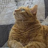 Cj joined the competition — help win amazing prizes! cat, ginger_cat, orange_fur, feline, pet, animal, whiskers, ears, green_eyes, close_up, portrait, lying_down, resting, paws, indoors, bed, blanket, bedding, cozy, patterned_background