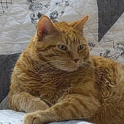 Cj joined the competition — help win amazing prizes! cat, orange_tabby, feline, pet, animal, lying_down, relaxed, bed, quilt, blanket, indoors, home, portrait, close_up, whiskers, ears, fur, striped_fur, paws, sleeping_area