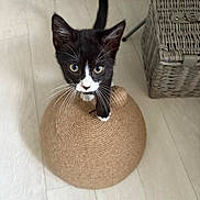 Thomas is registered to the contest to win money with this photo: kitten, cat, black_and_white, whiskers, scratching_post, woven, floor, indoor, curious, pet, animal, feline, basket, wood_floor, playful, young, cute, domed_object, looking_up, whisker
