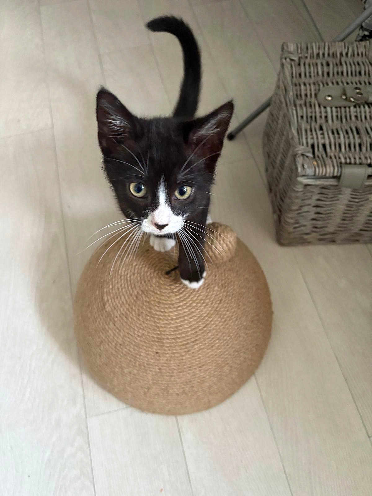 Thomas is registered to the contest to win money with this photo: kitten, cat, black_and_white, whiskers, scratching_post, woven, floor, indoor, curious, pet, animal, feline, basket, wood_floor, playful, young, cute, domed_object, looking_up, whisker