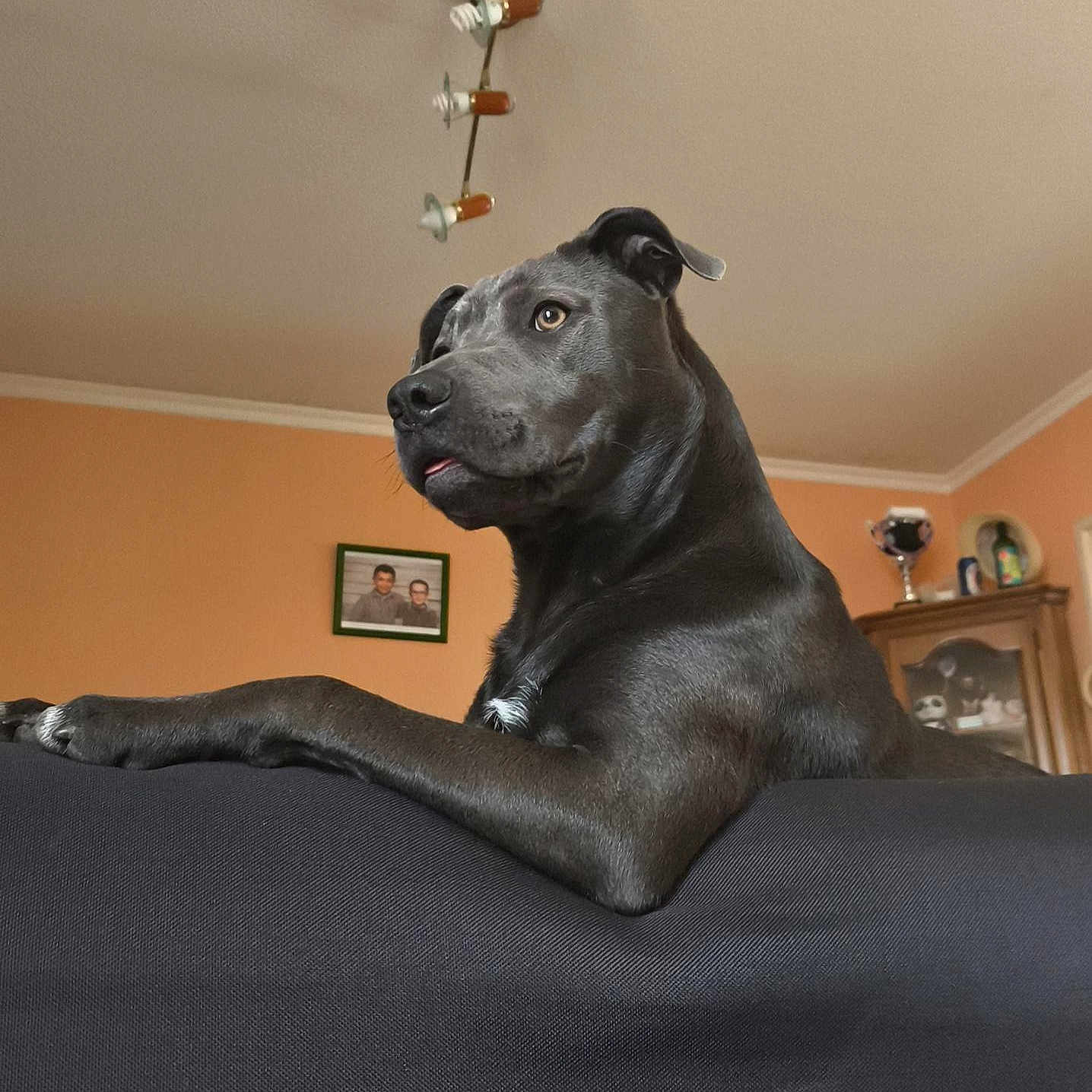 Polka participe au concours pour gagner de l'argent avec cette photo : dog, black_dog, pet, indoor, couch, furniture, animal, relaxed, portrait, looking_away, ears, snout, living_room, trophy, photo_frame, wall, ceiling, calm, home, resting