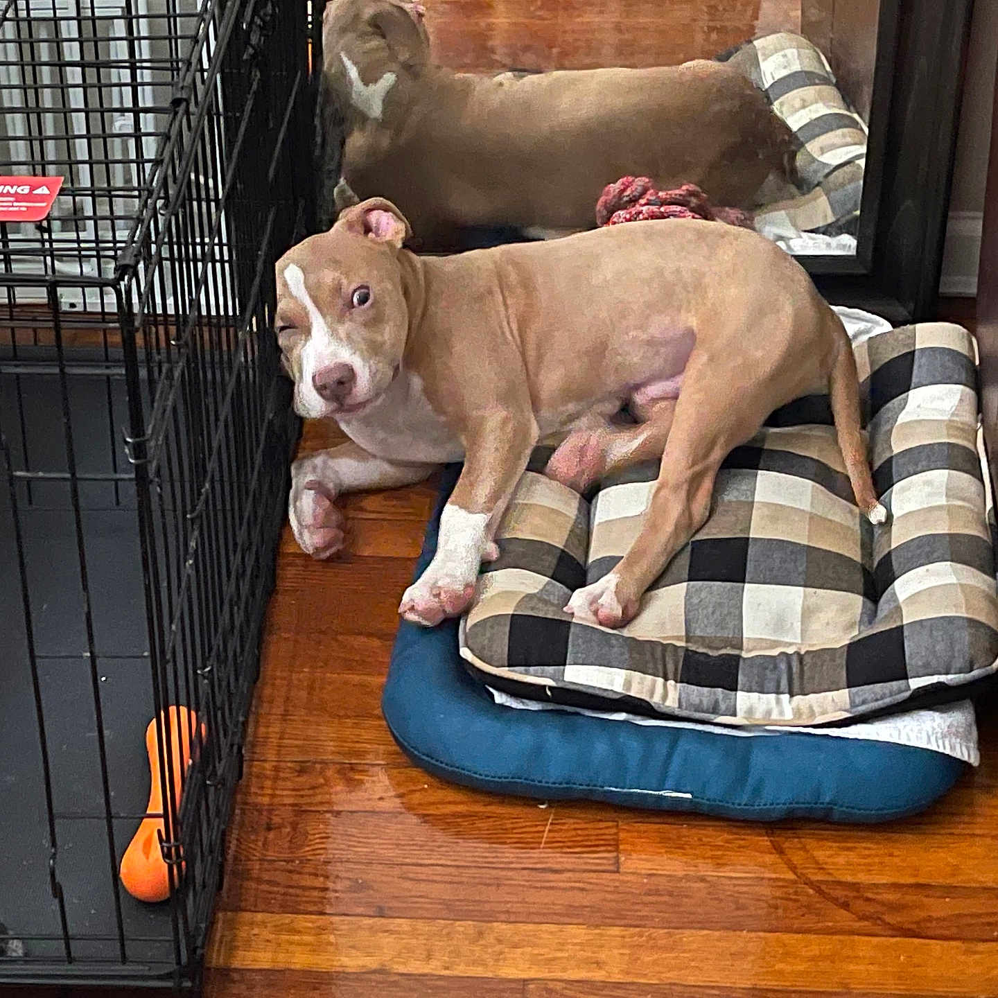 Cash joined the competition — help win amazing prizes! animal, brown_dog, cage, cheeky, cozy, cute, dog, furniture, indoor, leather_chair, mirror, pet_bed, playful, puppy, reflection, relaxed, resting, toy, white_markings, wood_floor