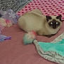 cat, siamese_cat, pet, indoor, bed, blanket, toy, furry, pink, blue, purple, colorful, cozy, resting, animal, domestic, cute, feline, soft, laying