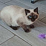 cat, siamese, blue_eyes, pet, animal, floor, tile, toy, purple, fluffy, indoor, curious, crouching, small, feline, whiskers, ears, tail, paws, playful