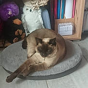 Azur participe au concours pour gagner de l'argent avec cette photo : animal, books, brown, cat, cozy, cute, domestic_cat, feline, floor, gray, home, indoor, pet_bed, plush_toys, relaxed, resting, shelf, siamese_cat, stuffed_animals, tabby