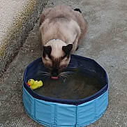 Azur a rejoint le concours — aidez-le/la à gagner de superbes lots ! cat, siamese_cat, pet, water_bowl, rubber_duck, drinking, concrete, outdoor, animal, whiskers, feline, collar, blue_bowl, toy, closeup, cute, domestic_cat, mammal, pet_accessory, playful