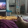 Azur a rejoint le concours — aidez-le/la à gagner de superbes lots ! cat, blanket, television, animated_scene, living_room, kitchen, furniture, floor, curtains, refrigerator, microwave, window, chair, table, home_interior, pet, animal, relaxing, indoor, soft_lighting