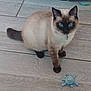 cat, siamese_cat, blue_eyes, pet, animal, floor, tile_floor, toy, plush_toy, indoor, feline, curious, sitting, domestic_animal, whiskers, ears, tail, collar, playful, looking