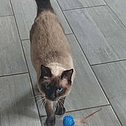 Azur participe au concours pour gagner de l'argent avec cette photo : cat, siamese_cat, blue_eyes, toy, blue_ball, feathers, floor, tile_floor, walking, pet, animal, indoor, curious, whiskers, feline, playful, domestic_cat, looking_up, mammal, house_pet