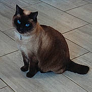 Azur participe au concours pour gagner de l'argent avec cette photo : alert, animal, blue_eyes, cat, collar, cute, domestic, ears, feline, floor, fur, indoor, looking, mammal, pet, siamese, sitting, tail, tile, whiskers