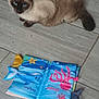 Azur participe au concours pour gagner de l'argent avec cette photo : cat, siamese_cat, blue_eyes, floor, tile_floor, fabric_book, dolphin, octopus, starfish, toy, colorful, animal, pet, indoor, playful, cute, feline, closeup, sitting, looking_up