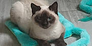 Azur a rejoint le concours — aidez-le/la à gagner de superbes lots ! cat, siamese_cat, blue_eyes, plush_toy, purple_ribbon, floor, tile_floor, animal_pillow, brown_pillow, turquoise_toy, pet, indoor, cute, feline, resting, playful, domestic_animal, fur, whiskers, soft_texture