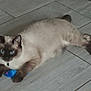 cat, siamese_cat, blue_eyes, toy_mouse, floor, tile_floor, pet, animal, feline, relaxed, indoor, playful, paw, whiskers, ears, fur, domestic_cat, cute, looking, lying_down