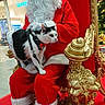 Milky a rejoint le concours — aidez-le/la à gagner de superbes lots ! cat, santa_claus, christmas, holiday, red_suit, white_gloves, black_and_white_cat, bow_tie, harness, throne, golden_throne, indoor, christmas_tree, decorations, festive, pet, animal, holiday_season, celebration, person